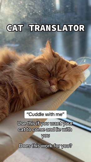 Cat Translator: Make My Cat Come to Me Sound