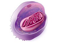 Cell Metabolism, Metabolic Pathways and Assays