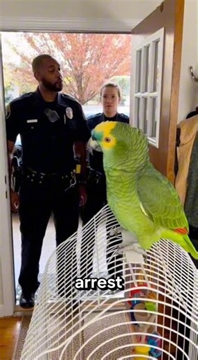 Fake 911 Call Gone Wrong for This Parrot 😂 #funny #viral #shorts