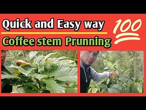 Coffee Stem Prunning method / quick and easy way to prune coffee tree / Paano mag prunning Ng kape.