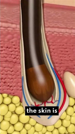 This is why hair regrows #hairscience #anatomy