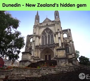 42K views · 3.9K reactions | Dunedin - New Zealand's hidden gem  Dunedin is a region of unique landscapes and fascinating cultural history. Enjoy getting close to rare wildlife and soaking up the quirky city vibe.   :@Expedia #Dunedin #maori #1stnewzealand | 1st New Zealand | Facebook