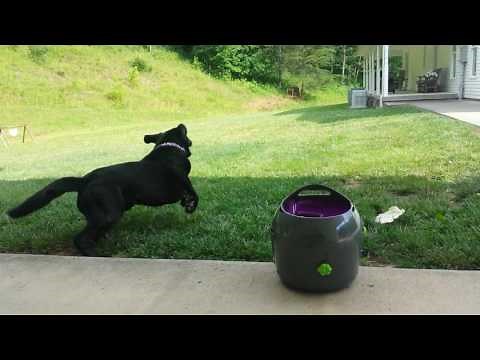 Dog chasing ball Petsafe ball launcher