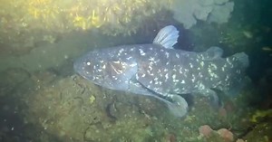 Rare find: Coelacanth filmed off South Africa's eastern coastline