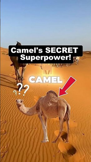 Camel's Incredible Water-Saving Superpower! #shorts #animals #camel #animalfacts