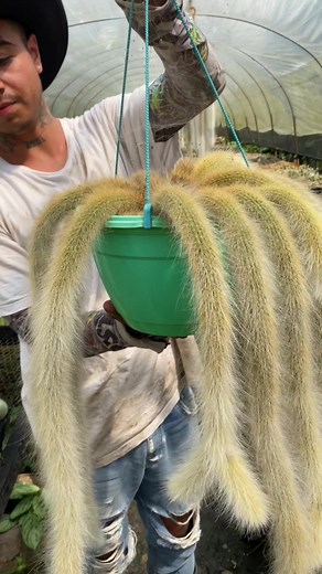 Cactus Cola de Mico en Venta