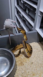 13K views · 418 reactions |  #royalpythons #ballpythonlove #beardeddragon #reptilebreeder #snek #morph #petsnake #herpetology #animal #morphs #morph #snakelove #reptilelove #livingart #ballpythonofinstagram #snakelovers #reptilesofinsta #serpent #ballpythonsnake #nature #ballpythonlover #babyballpython #ballpythonmorphsofinstagram | Xclusive ball pythons | Facebook