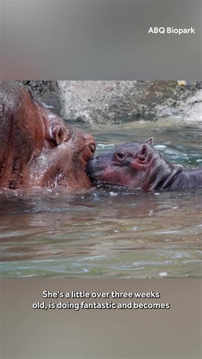 The baby hippo at the ABQ BioPark has a name! Sasha Lenninger has the full details on the calf's new identity: https://www.koat.com/article/albuquerque-biopark-baby-hippo-name-contest/69182075 | KOAT
