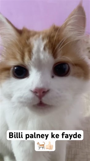 Billi palne ke fayde🐈✅ #mufasacat #cat #pets #mycat #catvideos #cutecat #factshorts