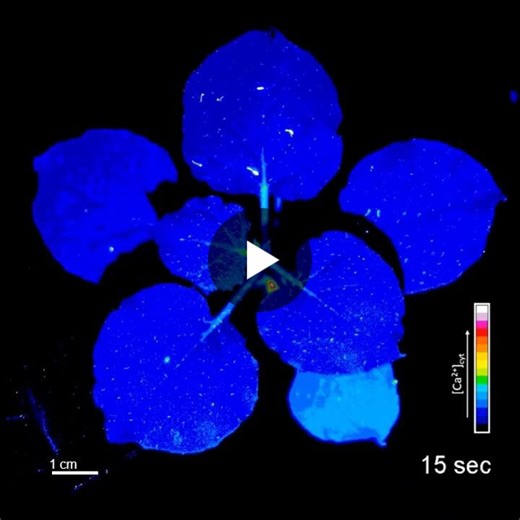 Nice imaging and interesting outcome in plant-insect interaction and plant protection. | Gabriele Gloder, PhD