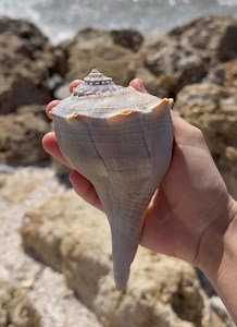 Semi-large Lightning Whelk Seashell - 1 Piece - Etsy