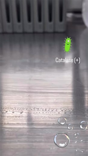 🔬❤️🦠🫧🫧🫧 Positive Catalase Test The catalase test is used to differentiate Staphylococcus (catalase-positive) from Streptococcus (catalase-negative). #microbiology #microbiologia #microbiología #microbiologie #mikrobiyoloji #mikrobiologie #bacteria #virus #fungo #hongo #fungus #fungi #laboratorio #laboratory #lab #science #biotecnologia #biotechnology Credit: @microbiology.cluj ✅ Follow us: @euamomicrobiologia 🎯🎯🎯 Access our classes on YouTube: youtube.com/c/AlexandreFunck .
