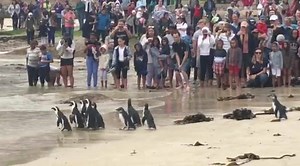 Penguin release | SANParks - Table Mountain National Park