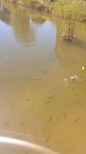 "Sốc" Con cá chép thật dũng cảm! #AmaSalomon | Ama Salomon | Facebook