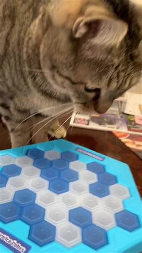 #ねこ #ねこさんかわいい #ねこがいる生活