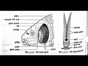 HSC Biology 2nd paper practical 2025. / এইচএসসি জীববিজ্ঞান দ্বিতীয় পত্র ব্যবহারিক খাতা।