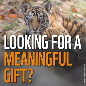 22 reactions | Adopt a Tiger and Make a Difference!  Looking for...