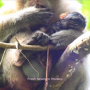 Just born baby monkey, Placenta newborn baby still not release, Fresh Newborn Monkey 5954 | Fresh Newborn Monkey