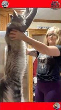 Funny Animal Clips from the Wild #shortvideo #animals #pets