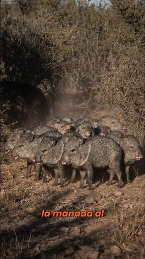 Este sobreviviente del bosque seco nunca actúa solo