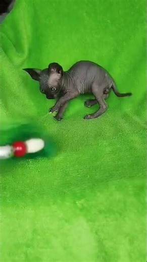 Mefisto Sphynx Black Male