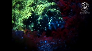 🌜 At night, this rabbitfish (genus Siganus) hides amongst algae to rest and hide from its predators 👀 Here, under UV light, this rabbitfish thinks it is invisible and yet ... it is fluorescent 🔮 🎥 by Martin Colognoli Photography . . . . #reefs #protectouroceans #oceanwildlife #oceanoptimism #marineconservation #coralreefs #deepseadiving #motivation #nature #sustainability #marinebiology #coral #oceanconservation #conservation #saveourseas #marinescience #blueplanet #aqualung #seastheday | Co