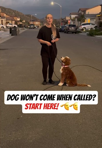 Full proofing your dogs recall doesn’t end when you call and there’s no distractions. Your next step is to grab a long line and some treats or a toy and recall your dog from getting it. This is going to help you recall your dog from other distractions which you will still need to practice in those environments as well examples: other dogs, birds, bikes etc.