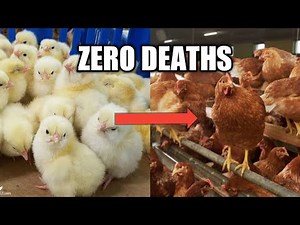 Secrets to Raising Baby Chicks With NO DEATHS / How to BROOD CHICKS