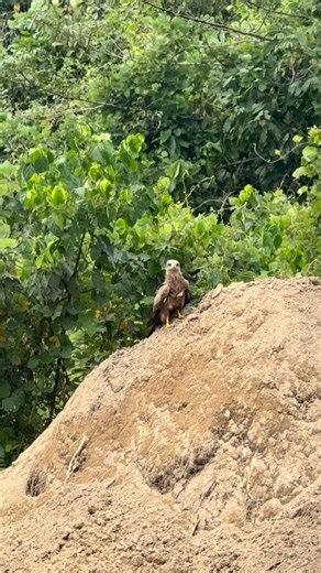 Nänä Teä on Instagram: "Is that eagle ?"