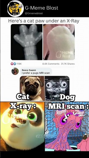 Cat X-ray vs Dog MRI👀