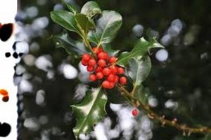 10 Seeds | Ilex Aquifolium English Holly | Evergreen Shrub | Red Berry Holly Plant | Ornamental Tree - Etsy
