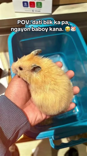 Parang kailan lang ang liit mo pa, ngayon hindi kna kasya sa kamay ko. 🥹♥️🐹 #cute #hamsters #fypシ゚viral #fypシ゚ #PawpaoHamstery
