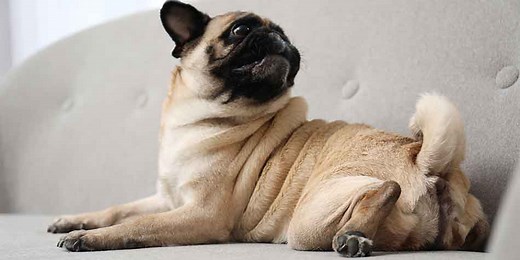 Why Does My Pug Go Round In Circles What You Need to Know - Black Pug Site