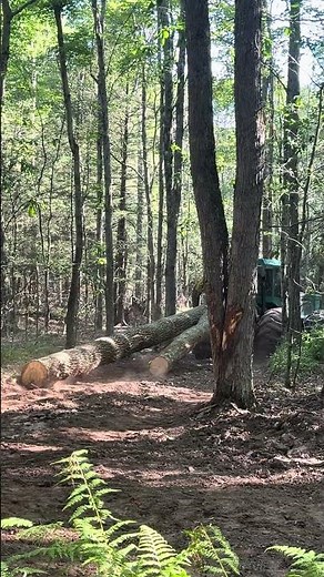 Timberjack 460 Skidding Maple Logs Through the Forest
