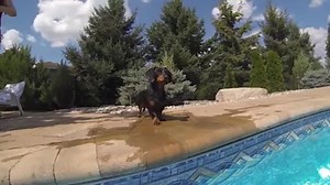 If you love sausage dogs and you love pool parties then we have a feeling you will LOVE this video! Credit: Crusoe the Celebrity Dachshund | Sausage Dog Central