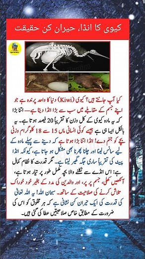 Kiwi Bird Lays the Biggest Egg in the World 😲