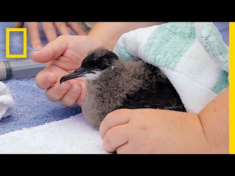 Endangered Baby Bird Rescued and Returned to the Sea | National Geographic