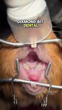 Guinea Pig With Overgrown Cheek Teeth Gets Dental Trim