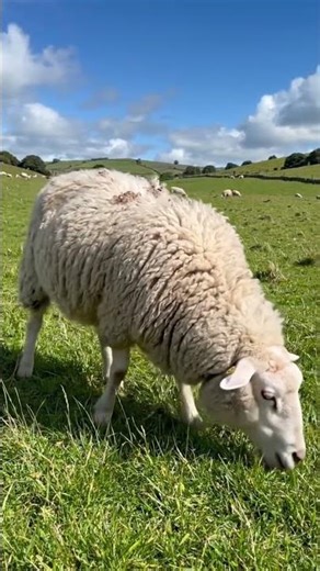 sheep kinemaster English