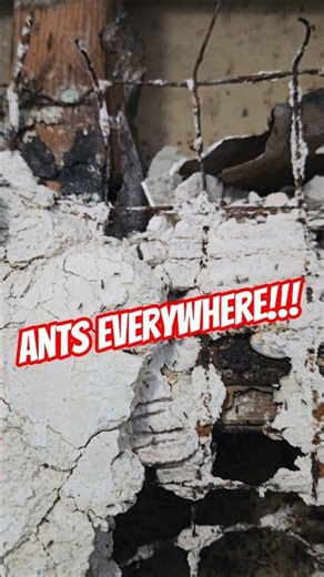 Are Ants Secretly Living in Your Bathroom Walls?