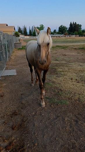 She is a copy cat and is coming on command palomino cream andalusian filly no grey color tested by uc Davis The sire has really produced some amazing foals love what i am seeing | Oliver Farms And Company - Quality Andalusians And Aztecas