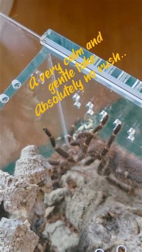 Chaco Golden Knee Tarantula First Feeding. Juvenile Drags Locust to Burrow #feedingtarantula #shorts
