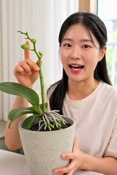 호접란 꽃대 구별법 #호접란 #호접란키우기 #호접란꽃대 #호접란꽃대구별 #호접란뿌리 #호접란새뿌리 #호접란관리 호접란꽃피우기 #난키우기 #난초키우기 #서양란