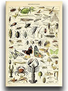 Vintage Insect Poster Wall Art - Botanical Canvas Print - Entomology Identification Reference Sheet - Science Education Poster Office Classroom Unframed Cool Home Decor (16×24in/40×60cm)…