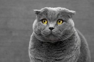 5 Small Litter Boxes Suited for Apartments and Small Spaces