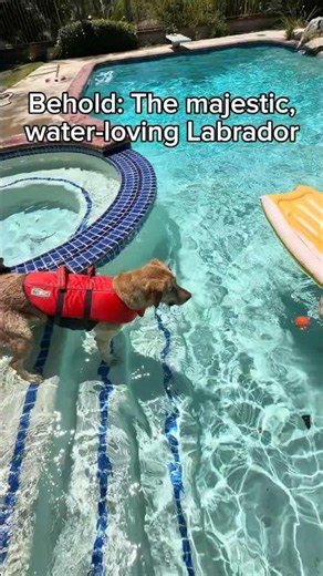 The majestic water loving Labrador 🤦