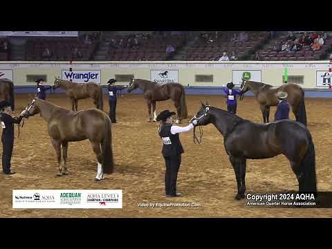 2024 AQHA Amateur Performance Halter Mares World Champion