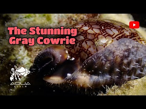 Discover the Beauty of Cypraea grayana | Gray’s Cowrie in the Wild 🐚