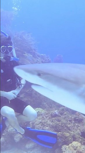 Shark dive in Roatán. $130 for 1 45 minute dive and it was worth every penny #underwatervideo #shark