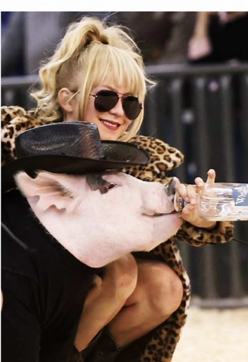 Johnny Ringo: Showpigs Star at Livestock Show